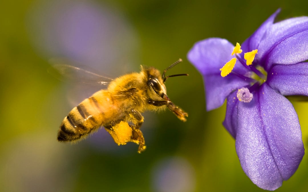 Honig – beeindruckende Kost der Natur
