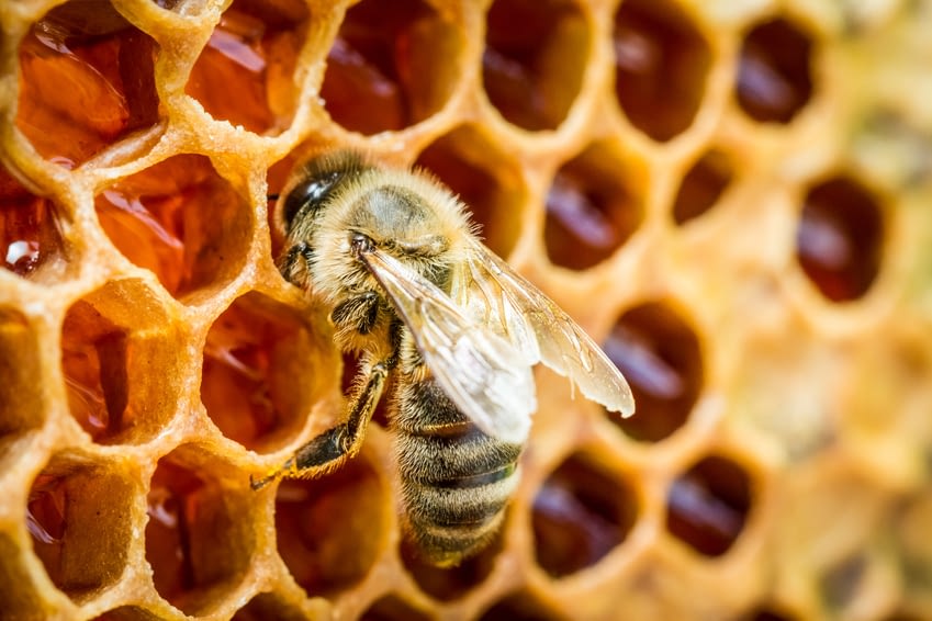 Mit Miasa-Honig gegen Bienensterben