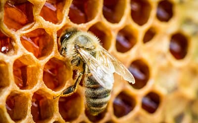 Mit Miasa-Honig gegen Bienensterben